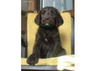 Labradoodle Puppy for sale in Siler City, NC, USA
