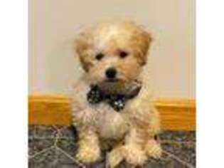 Mutt Puppy for sale in Chatham, NJ, USA