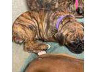 Boxer Puppy for sale in Kingsport, TN, USA