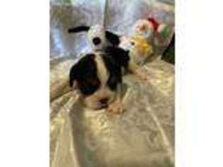 Cavalier King Charles Spaniel Puppy for sale in Ashtabula, OH, USA