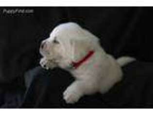 Labrador Retriever Puppy for sale in Cross Hill, SC, USA