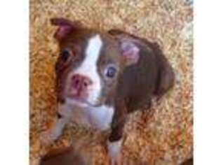 Boston Terrier Puppy for sale in Winchester, CA, USA