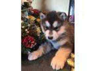 Alaskan Malamute Puppy for sale in Mayslick, KY, USA