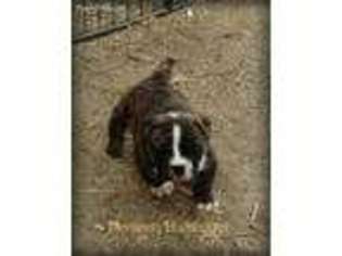 Olde English Bulldogge Puppy for sale in Benson, AZ, USA