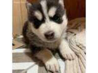Siberian Husky Puppy for sale in Broomfield, CO, USA