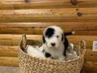 Old English Sheepdog Puppy for sale in Gentry, AR, USA