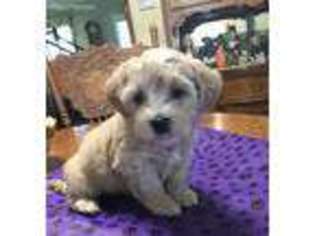Havanese Puppy for sale in Falkville, AL, USA