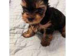 Yorkshire Terrier Puppy for sale in Arlington, TN, USA