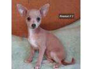 Chihuahua Puppy for sale in Headland, AL, USA