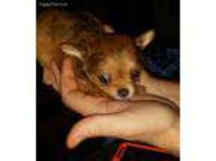 Chihuahua Puppy for sale in Fayetteville, TN, USA