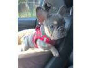 French Bulldog Puppy for sale in Kenmore, WA, USA