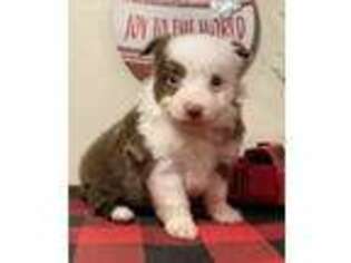Miniature Australian Shepherd Puppy for sale in Shipshewana, IN, USA