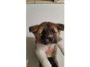 Akita Puppy for sale in Weyerhaeuser, WI, USA