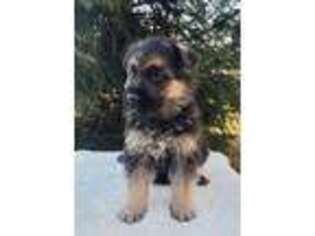 German Shepherd Dog Puppy for sale in New Holland, PA, USA