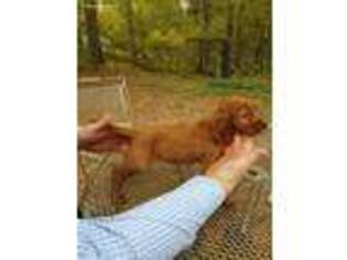 Irish Setter Puppy for sale in Monroe, GA, USA