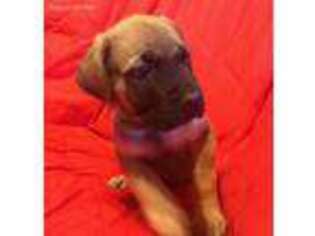 Mastiff Puppy for sale in Millington, MI, USA