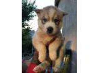 Siberian Husky Puppy for sale in San Jacinto, CA, USA