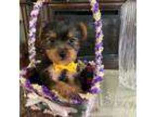 Yorkshire Terrier Puppy for sale in Dover, NJ, USA