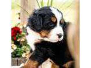 Bernese Mountain Dog Puppy for sale in Parnell, IA, USA