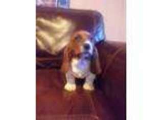 Basset Hound Puppy for sale in West Plains, MO, USA