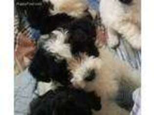 Havanese Puppy for sale in Cleburne, TX, USA