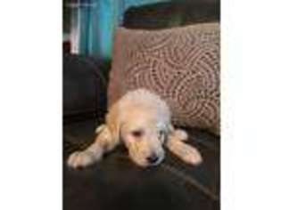 Labradoodle Puppy for sale in Mccomb, MS, USA