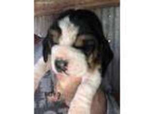 Basset Hound Puppy for sale in Purcell, OK, USA