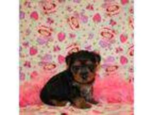 Yorkshire Terrier Puppy for sale in Newport, NE, USA