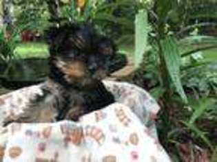 Yorkshire Terrier Puppy for sale in Rhinelander, WI, USA