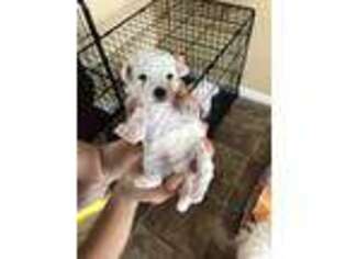 Bichon Frise Puppy for sale in Canton, MI, USA