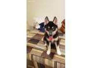 Siberian Husky Puppy for sale in Rockville, MD, USA