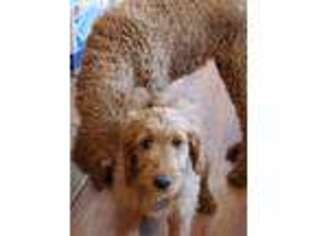 Goldendoodle Puppy for sale in Sedalia, CO, USA