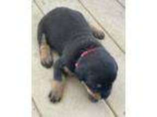 Rottweiler Puppy for sale in Palmyra, MI, USA
