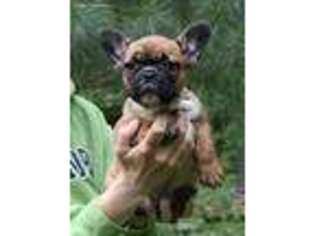 French Bulldog Puppy for sale in Danville, PA, USA