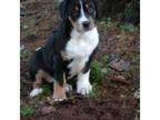 Greater Swiss Mountain Dog Puppy for sale in Corvallis, OR, USA