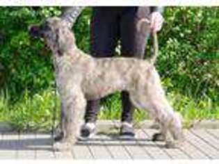 Afghan Hound Puppy for sale in Reidsville, NC, USA