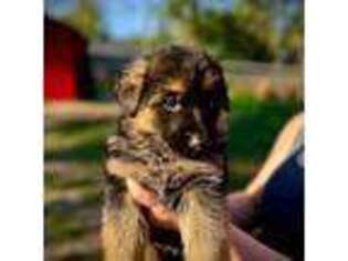 German Shepherd Dog Puppy for sale in Gladewater, TX, USA