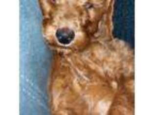 Goldendoodle Puppy for sale in Malibu, CA, USA