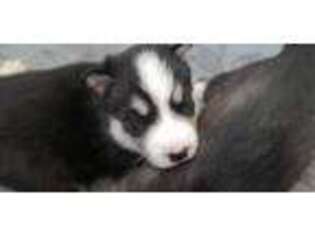 Siberian Husky Puppy for sale in Caldwell, ID, USA