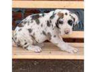 Great Dane Puppy for sale in Tahoka, TX, USA
