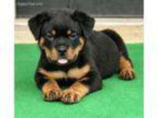 Rottweiler Puppy for sale in White House, TN, USA