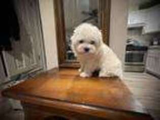 Maltese Puppy for sale in Fairfield, CA, USA