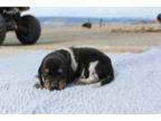 Bluetick Coonhound Puppy for sale in Delta, CO, USA