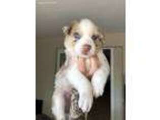 Australian Shepherd Puppy for sale in Glendale, AZ, USA