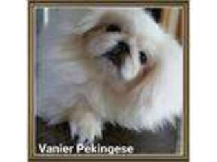 Pekingese Puppy for sale in Argyle, TX, USA