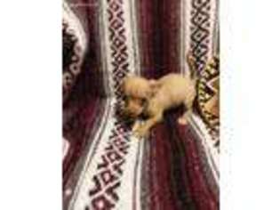 Chihuahua Puppy for sale in Buena Vista, GA, USA