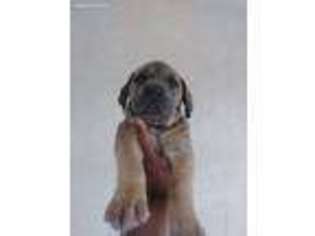 Cane Corso Puppy for sale in Maricopa, AZ, USA