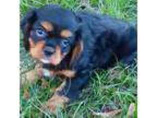 Cavalier King Charles Spaniel Puppy for sale in Commerce, TX, USA