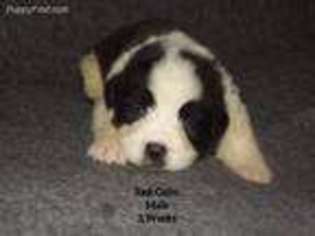 Saint Bernard Puppy for sale in Davenport, IA, USA