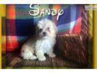 Shih-Poo Puppy for sale in Canton, OH, USA